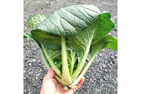 【下北山村産】大和の伝統野菜 下北春まな 約1kg