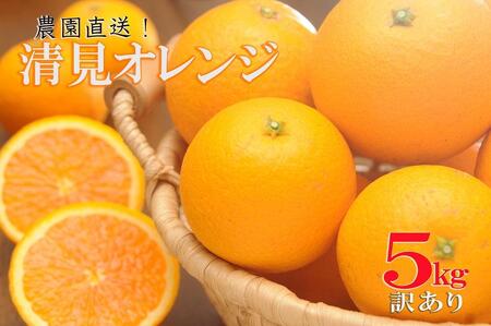 清見オレンジ 5kg（大小混合）《ご家庭用》ちょっと訳あり【北海道・沖縄県・一部離島 配送不可】