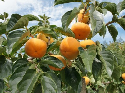 訳あり柿　“訳あり”たねなし柿(約5kg)　柳フルーツ園　