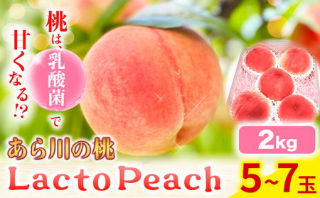 乳酸菌で育てた あら川の桃 Lacto Peach ラクトピーチ 2kg《7月上旬-8月下旬頃出荷》 5~7玉入箱 和歌山県産 辻本農園 SEC & Co. 紀の川市 果物 フルーツ 桃 もも モモ 旬