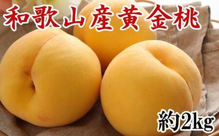 人気 和歌山県産 黄金桃（つきあかり） 約2kg【数量限定】 ★2024年7月中旬頃より順次発送