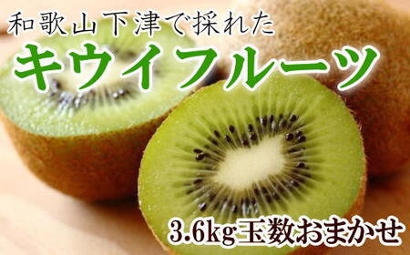 和歌山の下津で採れたキウイフルーツ約3.6kg（玉数おまかせ・秀品）★2025年１月上旬頃より順次発送【TM111】