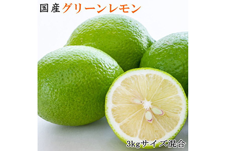 【産直】和歌山産グリーンレモン約3kg（サイズ混合）※2024年10月中旬～11月中旬頃に順次発送予定