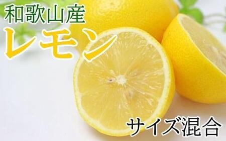 【産直】和歌山産レモン約5kg（サイズ混合）★2024年3月中旬頃より順次発送【TM129】