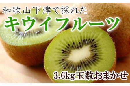和歌山の下津で採れたキウイフルーツ約3.6kg（玉数おまかせ・秀品）※2025年1月上旬～3月上旬頃に発送【tec502】