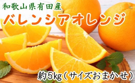 和歌山県有田産バレンシアオレンジ約5kg（サイズおまかせ）※2024年6月下旬～2024年7月上旬ごろ順次発送予定（お届け日指定不可） 【tec926】