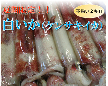 【1533】【魚倉】不揃い 白いか(ケンサキイカ)2kgセット！