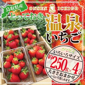 【1173】鳥取県産とっておき「温泉いちご」大きさいろいろ詰め合わせ 1キロ