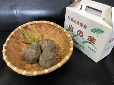【1168】国府町産 山の芋 ２kg