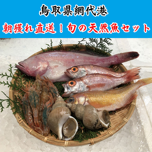【21007】鳥取網代港 朝獲れ直送！旬の天然魚セット【さかなや新鮮組】