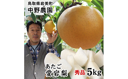 【41013】【中野農園】愛宕梨 5kgセット（5-8玉）ご進物用
