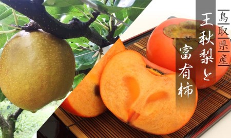 Y102 王秋梨と富有柿のセット 4kg