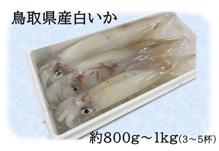 68J.鳥取県産白いか 800g～1kg