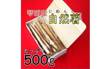 【先行予約】自然薯 500g 鳥取県琴浦町産 【11月中旬発送開始】
