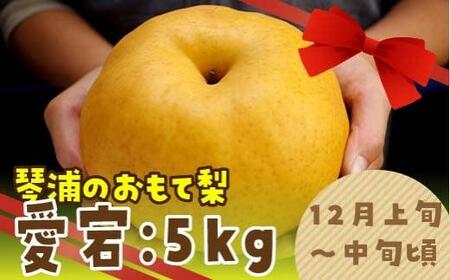 数量限定 鳥取県産梨 愛宕（あたご） 5kg（5～6玉）
