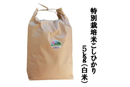 MS-12　特別栽培米こしひかり5kg（白米）令和5年産新米