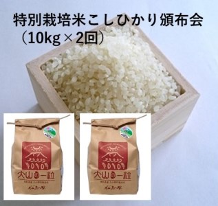MS-19　特別栽培米こしひかり頒布会（10kg×2回）令和5年産新米