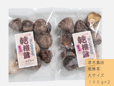 中尾さんちの乾椎茸 大 100g 2袋 原木栽培  大きいサイズ 干しシイタケ / SAC中尾 椎茸屋 0799
