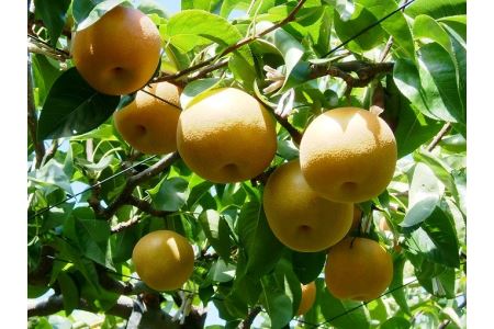 【先行予約】山陰浜田の特産果樹「赤梨」（豊水または幸水）5kg【183】