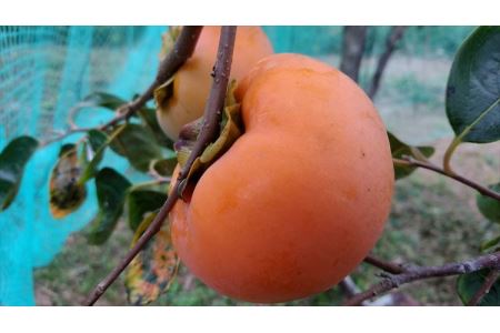 山陰浜田の美しくすっきりした味の甘柿「早秋」1箱（9～15個、約3kg）＜2024年10月中旬以降発送＞【1548】