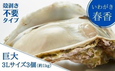 【殻剥き不要】ブランド岩牡蠣「春香」殻なし巨大3Lサイズ×3個（960g～1.2kg）