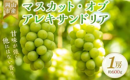 ＜2024年7月上旬～7月下旬発送＞岡山市産 マスカット・オブ・アレキサンドリア 1房 約600g ぶどう 葡萄