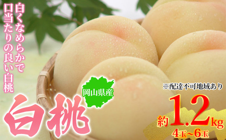 桃 2024年先行予約 岡山県産 白桃 約1.2kg 4～6玉 お届け 7月上旬～7月下旬