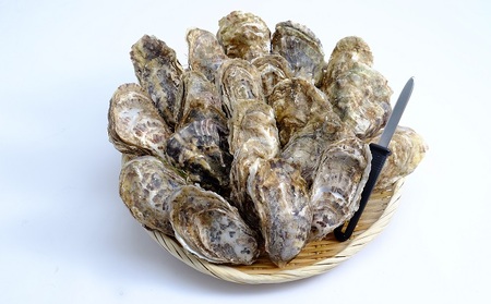 ≪先行予約11月から配送≫北海道サロマ湖産　加熱用殻付き牡蠣貝（2年貝）4kg