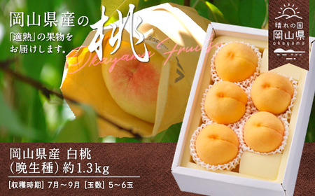 岡山県産「白桃（晩生種）」約1.3kg（5～6玉）