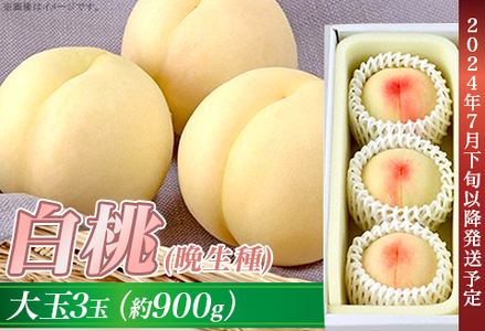 岡山の白桃（晩生種） 大玉3玉（約900g）