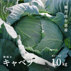 瀬戸内 牛窓産 キャベツ 約10kg（4～8玉）