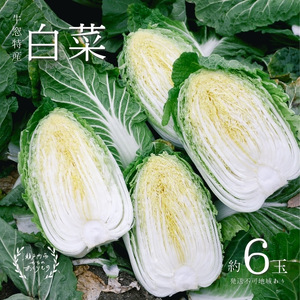 瀬戸内 牛窓産 白菜 約15kg（5～6玉）