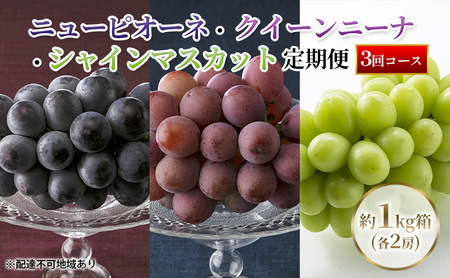 ぶどう 2024年 先行予約 ニューピオーネ ・ クイーンニーナ ・ シャインマスカット 1kg箱（各2房） 定期便 3回 岡山県産 フルーツ 果物