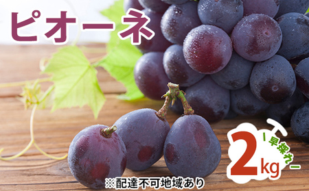 ピオーネ 2kg  早採れ（ハウス栽培） ぶどう 葡萄 フルーツ 果物 岡山県 岡山県産 2024年 先行予約