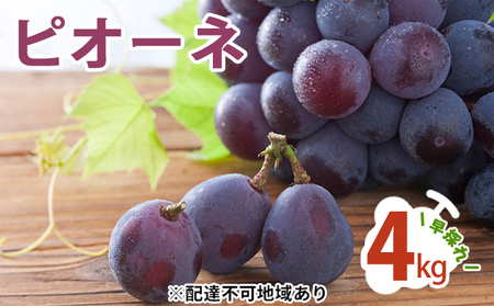 ピオーネ 4kg  早採れ（ハウス栽培） ぶどう 葡萄 フルーツ 果物 岡山県 岡山県産 2024年 先行予約