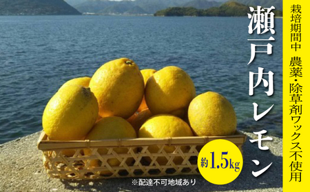 レモン 栽培中 農薬・除草剤不使用 果汁たっぷりレモン 約1.5kg ≪ 白須ファーム ≫ 広島 三原 佐木島 鷺島みかんじま