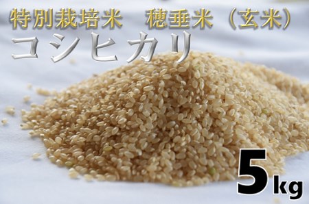(1025)米　玄米　特別栽培米　穂垂米　「コシヒカリ」　5kg　【令和5年産】