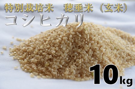 (1264)米　玄米　特別栽培米　穂垂米　「コシヒカリ」　10kg　【令和5年産】