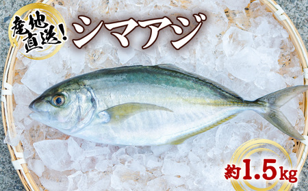 シマアジ 約1.5kg 1尾 しまあじ 縞鯵 高級魚 鮮魚 産地直送 冷蔵 養殖 国産 数量限定