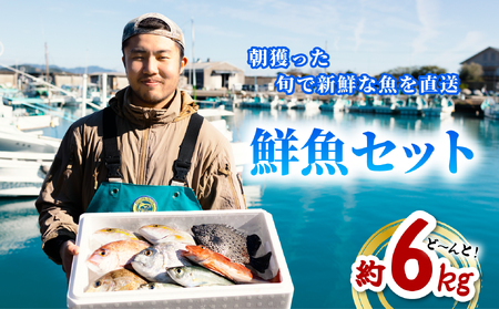 産地直送！ 海陽町より旬の魚をお届け！ 鮮魚セット 大セット 約６kg  詰め合わせ 