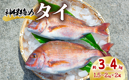タイ 神経締め 2尾 計約3～4kg 鯛 たい 真鯛 マダイ 鮮魚 産地直送 冷蔵 養殖 国産