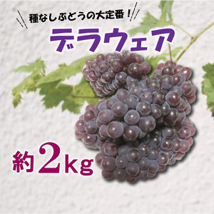 デラウェア 約 2kg 種無し ぶどう 夏の フルーツ さぬき 香川県