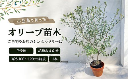 小豆島で育ったオリーブ苗木！ご自宅やお店のシンボルツリーにどうぞ！