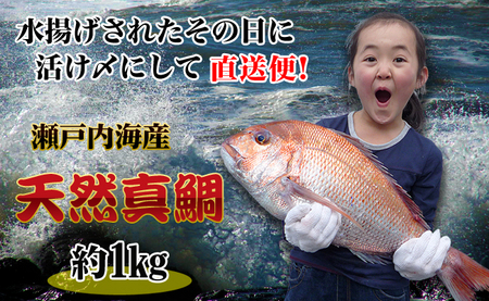 【朝獲れ直送便】瀬戸内海産の天然鯛を丸ごと1匹 中サイズ うろこ・内臓取り