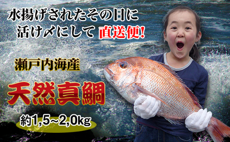 【朝獲れ直送便】瀬戸内海産の天然鯛を丸ごと1匹 大サイズ 下処理なし