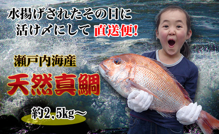 【朝獲れ直送便】瀬戸内海産の天然鯛を丸ごと1匹 キングサイズ 下処理なし