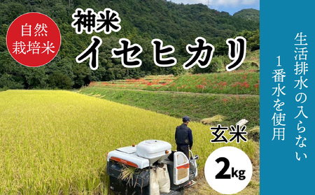 【2023年収穫米 玄米】 自然栽培米 "神米" イセヒカリ 2キロ 玄米| 愛媛県 松山市 玄米  【SSF001_tugen】