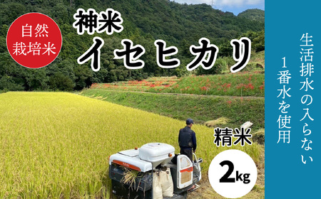 【2023年収穫米 精米】  自然栽培米 "神米" イセヒカリ 2キロ 白米| 愛媛県 松山市 白米 精米 【SSF001_tuhaku】