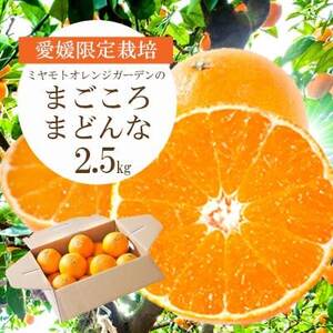 愛媛限定栽培柑橘 紅まどんなと同品種 まどんな(愛媛果試28号)2.5kg【C25-128】【1166249】