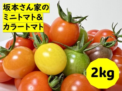 ミニトマト 2kg カラートマト 200g×10袋 食べくらべ  農園直送 完熟 愛媛 人気 伊予市｜B81